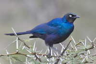 Lamprotornis purpuroptera